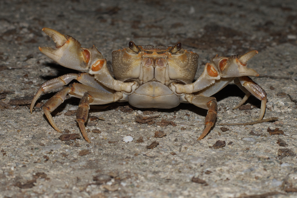 Mediterranean Freshwater Crab in May 2021 by identigy · iNaturalist