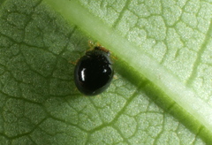 Stethorus