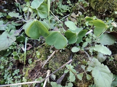 Oxalis debilis
