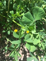 Medicago orbicularis