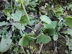Oxalis debilis