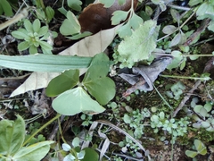Oxalis debilis