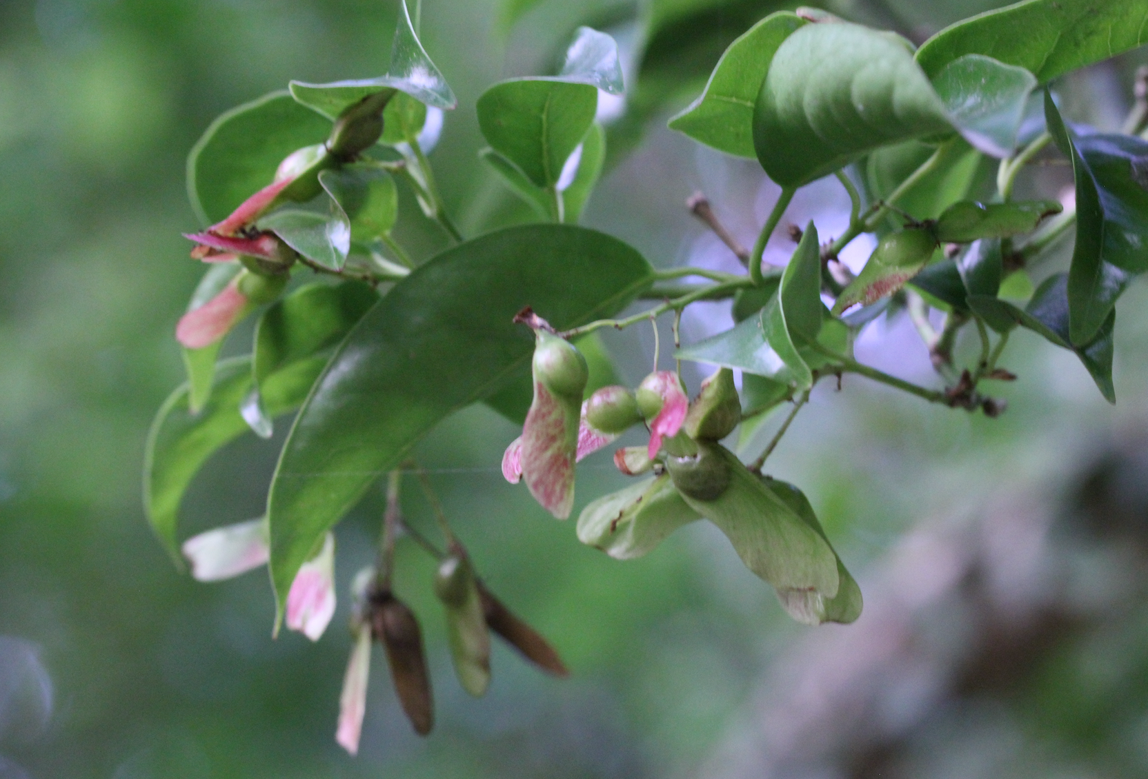 Nepal maple (Acer laevigatum)