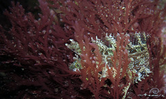 Heteroclinus roseus