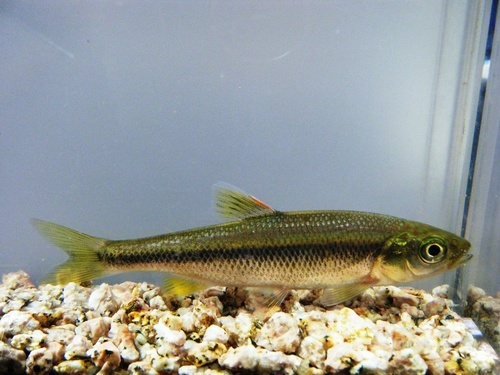 Nipponocypris temminckii (Temminck & Schlegel, 1846)