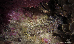 Heteroclinus roseus