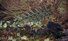 Heteroclinus roseus