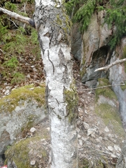 Betula pendula carelica