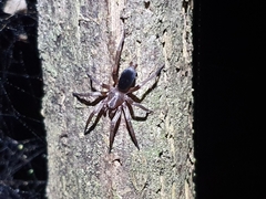 Hypodrassodes maoricus