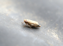 Euscelis incisus