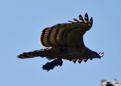 Stephanoaetus coronatus