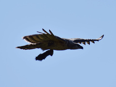 Stephanoaetus coronatus