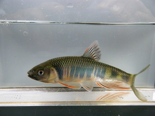 Bleke kuilroof (Zacco platypus) — Cyprinidae