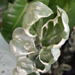 Epipremnum aureum