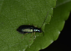 Pseudotheopea sauteri