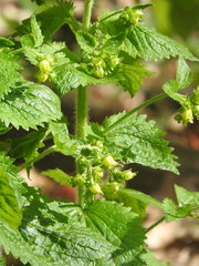 Scrophularia vernalis