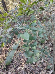 Ligustrum sinense
