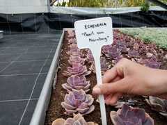 Echeveria gibbiflora × potosina