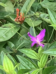 Pleroma semidecandrum