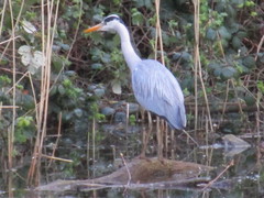 Ardea cinerea