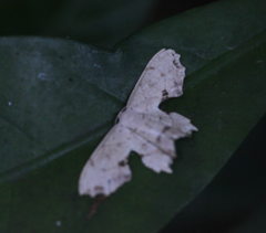 Dysaethria flavistriga