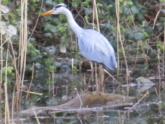 Ardea cinerea