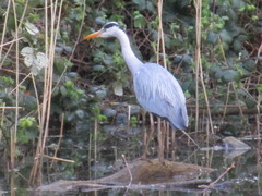 Ardea cinerea