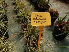 Carex oshimensis