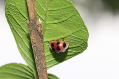 Epilachna crassimala