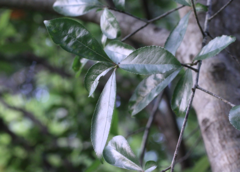 Photinia benthamiana