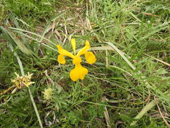Iris juncea