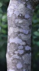 Photinia benthamiana