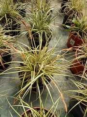 Carex oshimensis