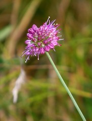Allium kermesinum