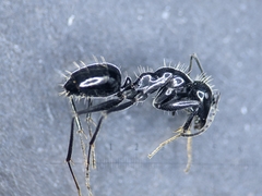 Camponotus foreli