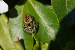 Carrhotus xanthogramma