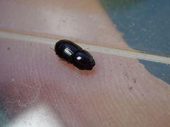 Calamosternus granarius