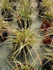 Carex oshimensis