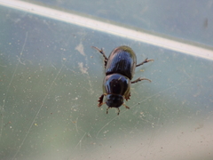 Calamosternus granarius