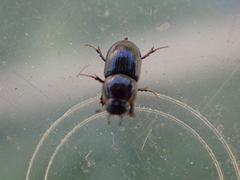 Calamosternus granarius