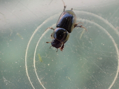 Calamosternus granarius