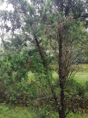 Chamaecyparis pisifera