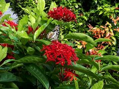 Papilio demoleus malayanus