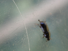 Calamosternus granarius