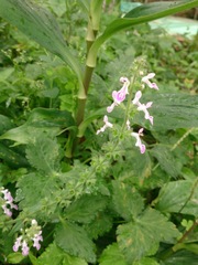 Stachys geobombycis