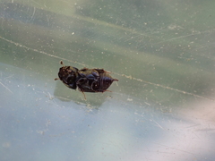 Calamosternus granarius