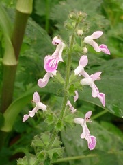 Stachys geobombycis