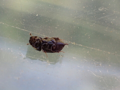 Calamosternus granarius