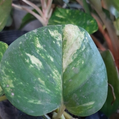 Epipremnum