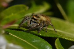 Carrhotus xanthogramma
